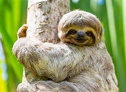 Sloth Artinya Adalah